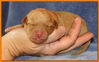 Roo Ripley puppies 1 day old 020