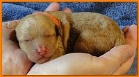 Roo Ripley puppies 1 day old 026