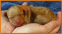Roo Ripley puppies 1 day old 027