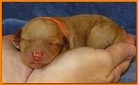 Roo Ripley puppies 1 day old 029