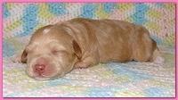 Gizzie Ripley puppies 1 week old 001