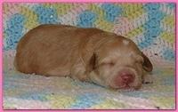 Gizzie Ripley puppies 1 week old 002
