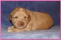 Gizzie Ripley puppies 2 weeks old 2 010