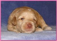 Gizzie Ripley puppies 2 weeks old 2 012