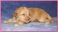 Gizzie Ripley puppies 2 weeks old 2 016
