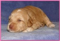 Gizzie Ripley puppies 2 weeks old 2 018
