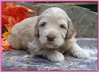 Gizzie Ripley puppies 3 weeks old 034