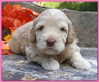 Gizzie Ripley puppies 3 weeks old 036