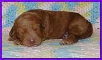 Gizzie Ripley puppies 1 week old 015