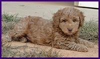 Gizzie Ripley puppies 6.5 weeks old 006