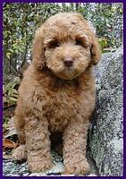 Gizzie Roux Ripley Purple girl 8 weeks old 003