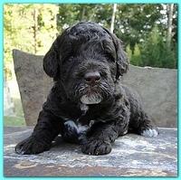 Gizzie Ripley puppies 3 weeks old 008