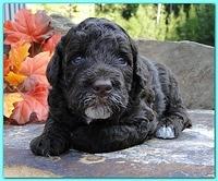 Gizzie Ripley puppies 3 weeks old 010