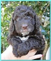 Gizzie Ripley puppies 5 weeks old 028