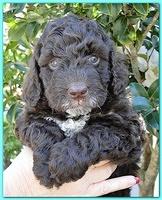 Gizzie Ripley puppies 5 weeks old 029