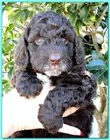 Gizzie Ripley puppies 5 weeks old 030