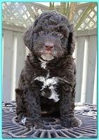 Gizzie Ripley puppies 5 weeks old 038