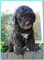 Gizzie Ripley puppies 6 weeks old 038