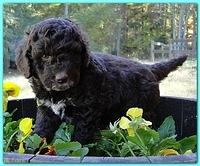 Gizzie Ripley puppies 6 weeks old 044