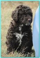 Gizzie Ripley puppies 6.5 weeks old 038
