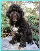 Gizzie Ripley puppies 8 weeks old 028