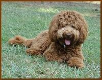 Ripley 18 mos old 002