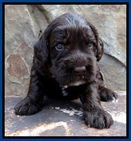 RC Blue 3wks 2012 (2)