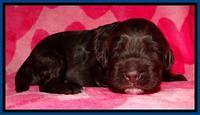 RC pups 2 wks 2012 (2)