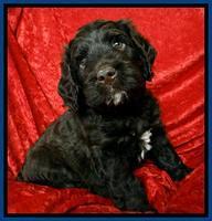 Roo Blue 5 wks 2012 (12)