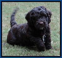 Roo Blue 7 wks 2012 (7)