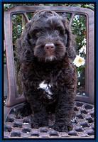 Roo Blue 8 wks 2012 (3)