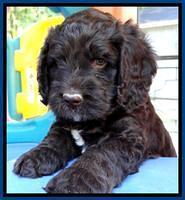 Roo Champ pups 6 wks old 122