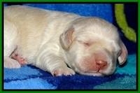 GC pups 1 wk old 13