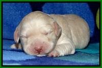 GC pups 1 wk old 15