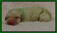 GC pups newborn 5