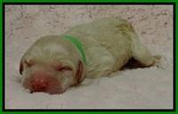GC pups newborn 6