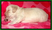 RC pups 2 wks 2012 (22)