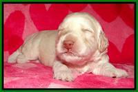 RC pups 2 wks 2012 (23)