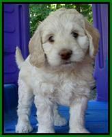 Roo Champ pups 6 wks old 172