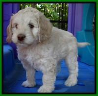 Roo Champ pups 6 wks old 182