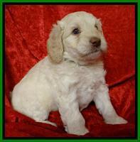 Roo Lime 5wks 2012 (7)