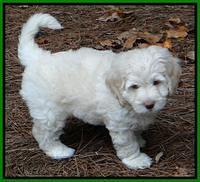 Roo Lime 7 wks 2012 (11)