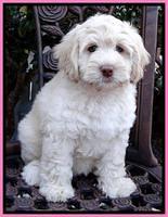 Tolbert family: Guardian Sandra Dee "Sandi"