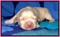 GC pups 1 wk old 6