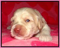 RC pups 2 wks 2012 (28)