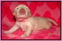 RC pups 2 wks 2012 (32)