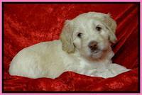 Roo Pink 5 wks 2012 (9)