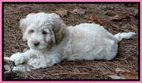 Roo Pink 7 wks 2012 (5)