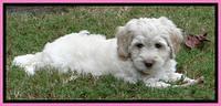 Roo Pink 7 wks 2012 (7)