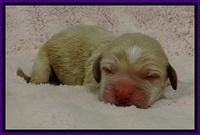 GC pups newborn 2